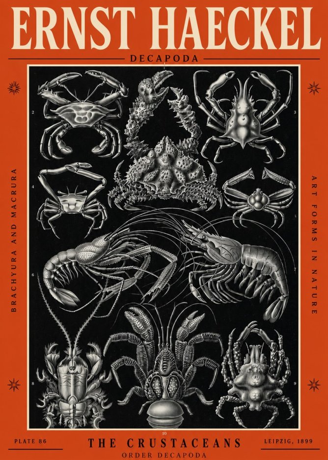 Ernst Haeckel Decapoda Brachyura and Macrura Plate 86 No2 - Plakat