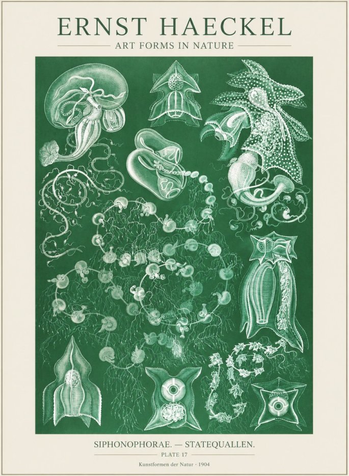 Ernst Haeckel Siphonophorae. — Statequallen. Plate 17 No3 - Plakat