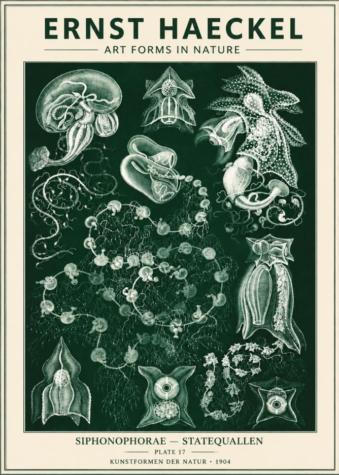 Ernst Haeckel Siphonophorae. — Statequallen. Plate 17 No6 - Plakat