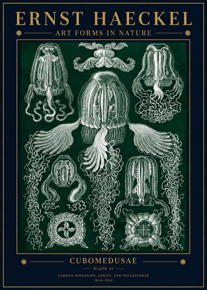 Ernst Haeckel Cubomedusae No5 - Plakat