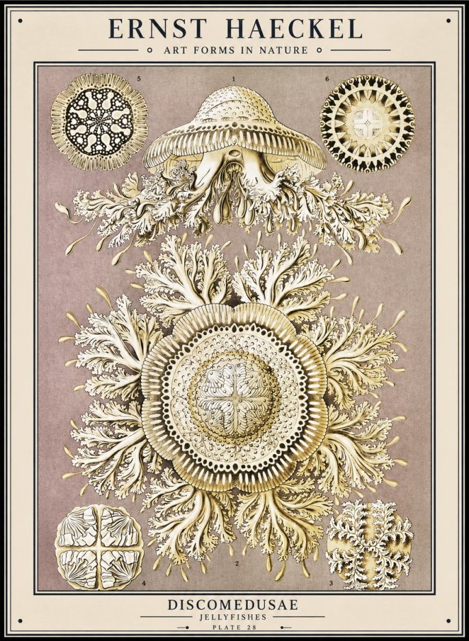 Ernst Haeckel Discomedusae No1 - Plakat
