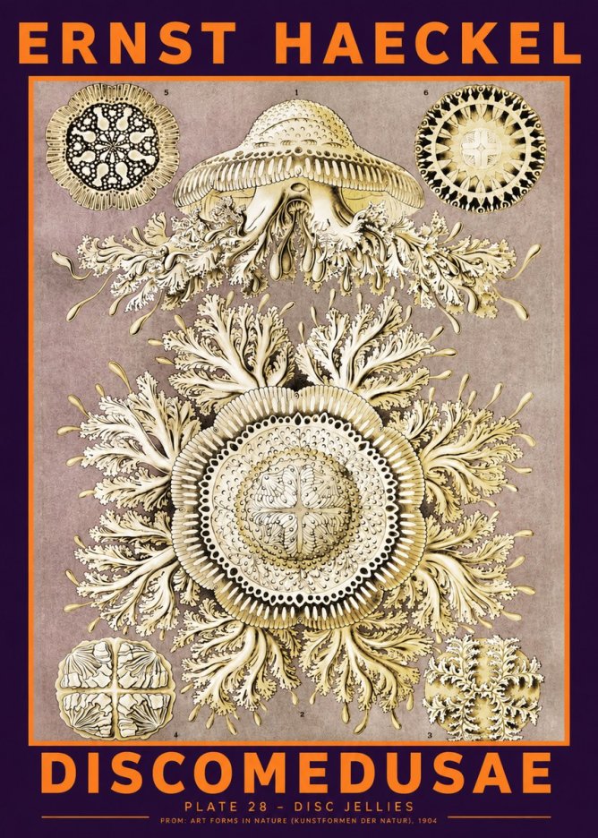 Ernst Haeckel Discomedusae No6 - Plakat
