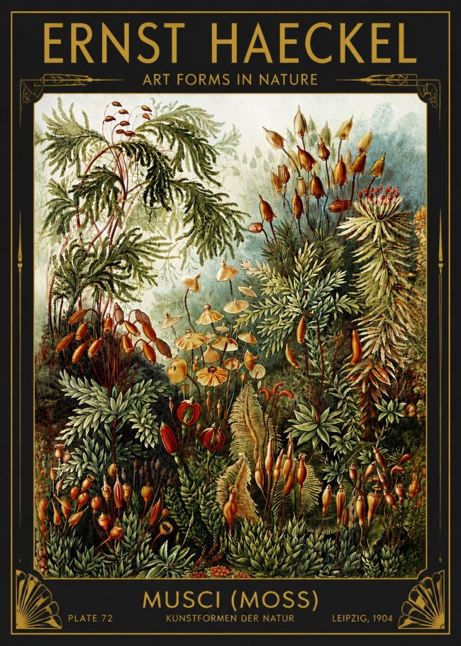 Ernst Haeckel Musci (Moss) No4 - Plakat