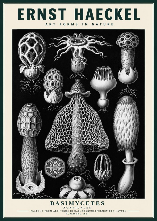 Ernst Haeckel Basimycetes Agaricales No3 - Plakat