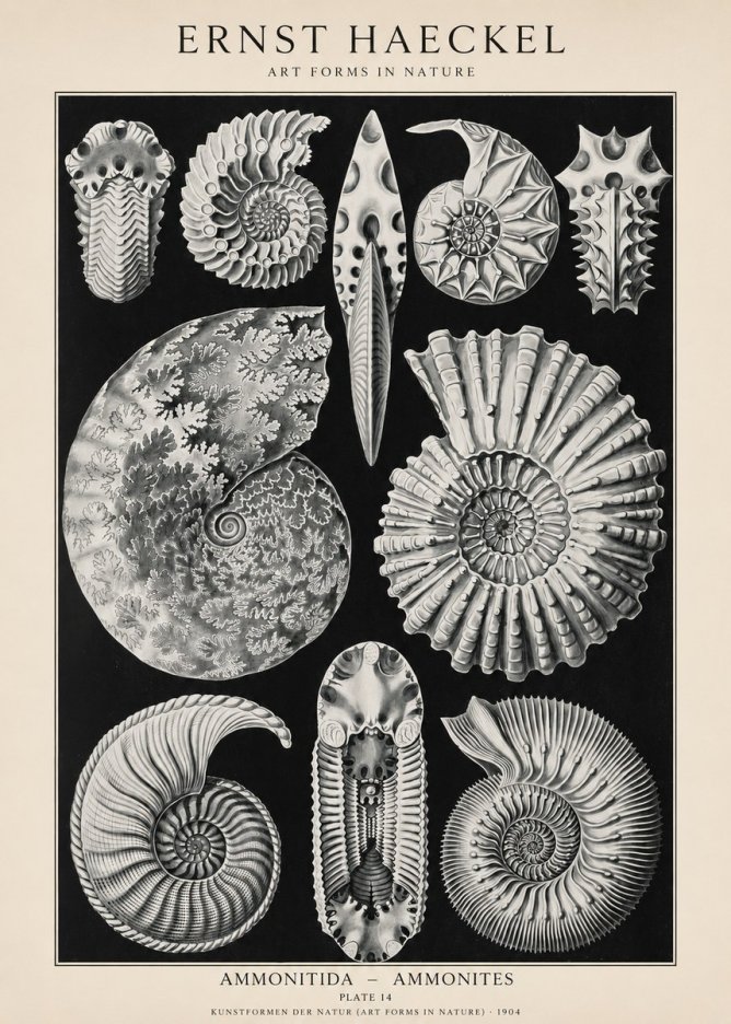 Ernst Haeckel Ammonitida - Ammonites No1 - Plakat