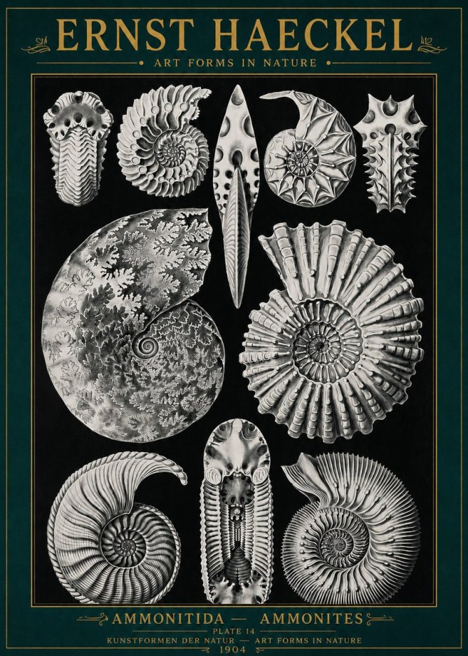 Ernst Haeckel Ammonitida - Ammonites No4 - Plakat