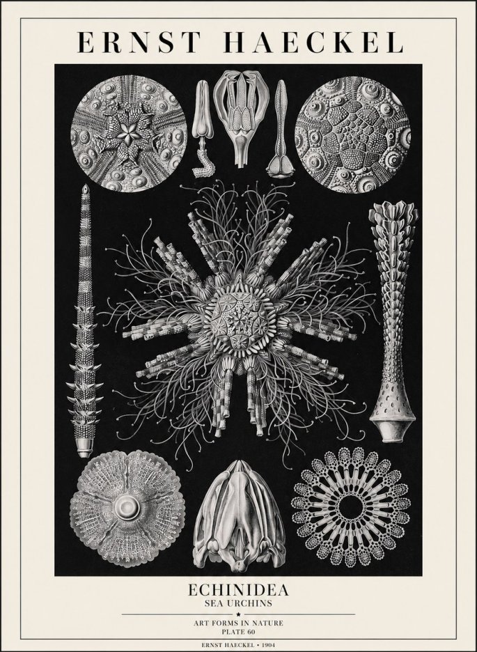 Ernst Haeckel Echinidea Sea Urchins No1 - Plakat