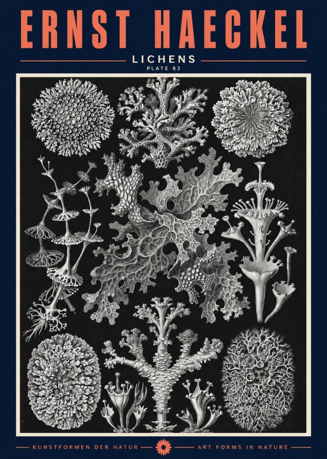 Ernst Haeckel Lichens - Plate 83 No2 - Plakat