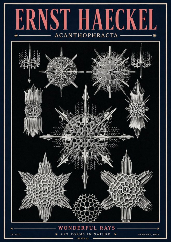 Ernst Haeckel Acanthophracta - Wonderful Rays No4 - Plakat