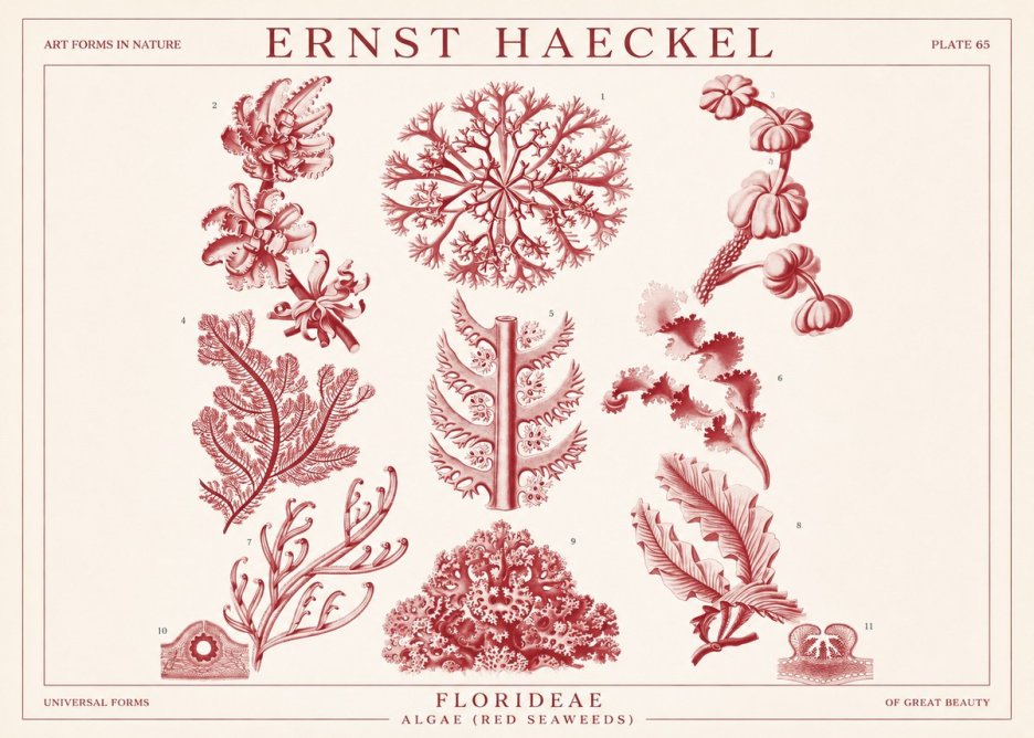 Ernst Haeckel Florideae (Red Seaweeds) No1 - Plakat