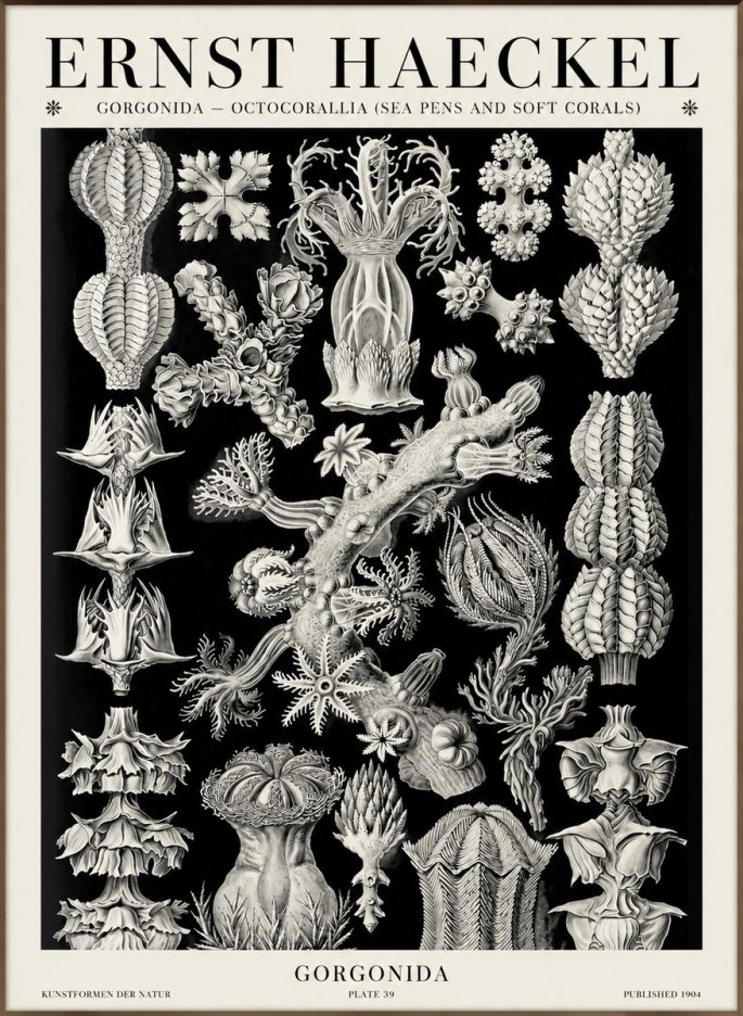 Ernst Haeckel Gorgonians No6 - Plakat