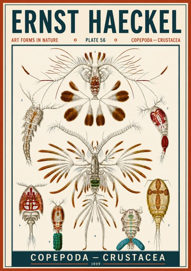 Ernst Haeckel Copepoda — Crustacea Plate 56 No6 - Plakat