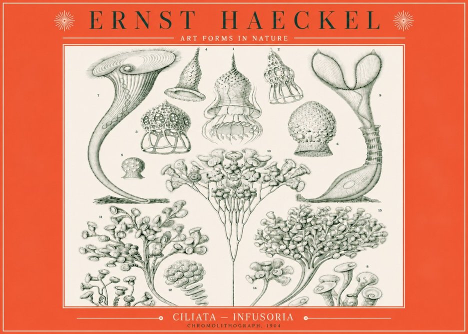 Ernst Haeckel Ciliata - Infusoria - Plate 3 No3 - Plakat