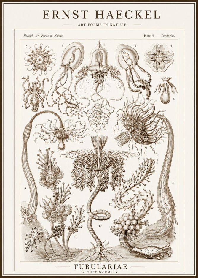 Ernst Haeckel Tubulariae No1 - Plakat