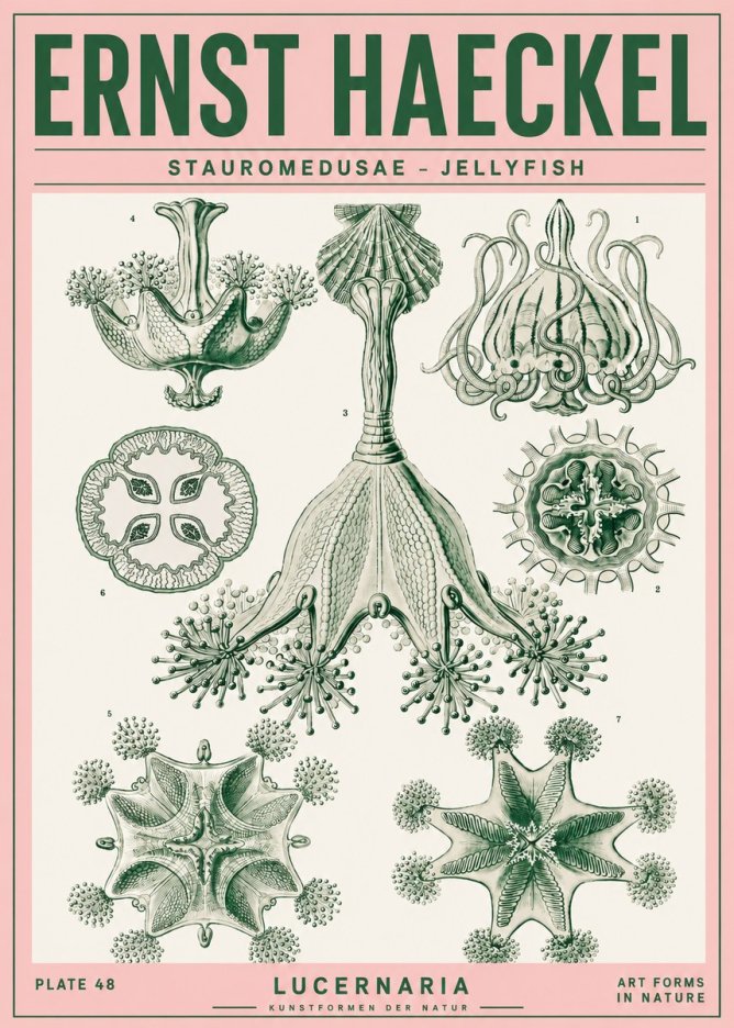 Ernst Haeckel Stauromedusae – Jellyfish No4 - Plakat