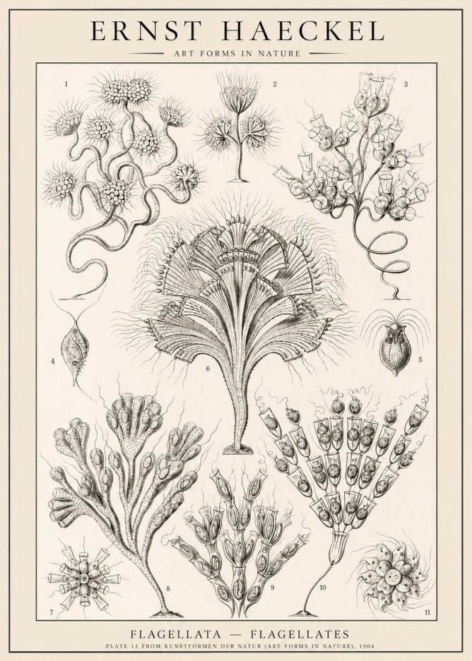 Ernst Haeckel Flagellata - Flagellates No1 - Plakat