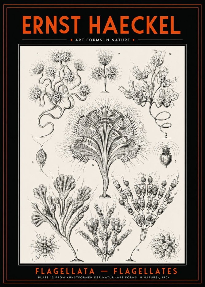 Ernst Haeckel Flagellata - Flagellates No2 - Plakat
