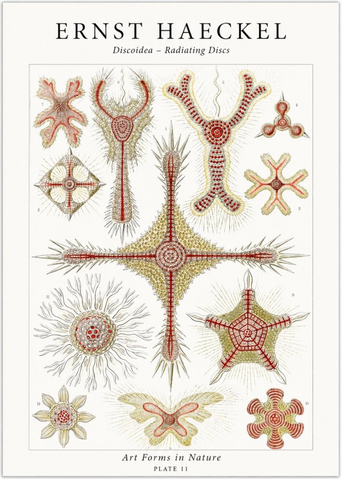 Ernst Haeckel Discoidea – Radiating Discs No1 - Plakat