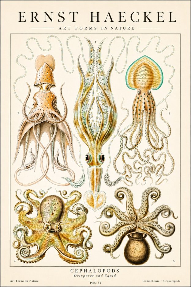 Ernst Haeckel Cephalopods Octopuses and Squid No1 - Plakat