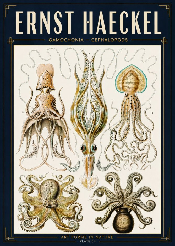 Ernst Haeckel Cephalopods Octopuses and Squid No5 - Plakat
