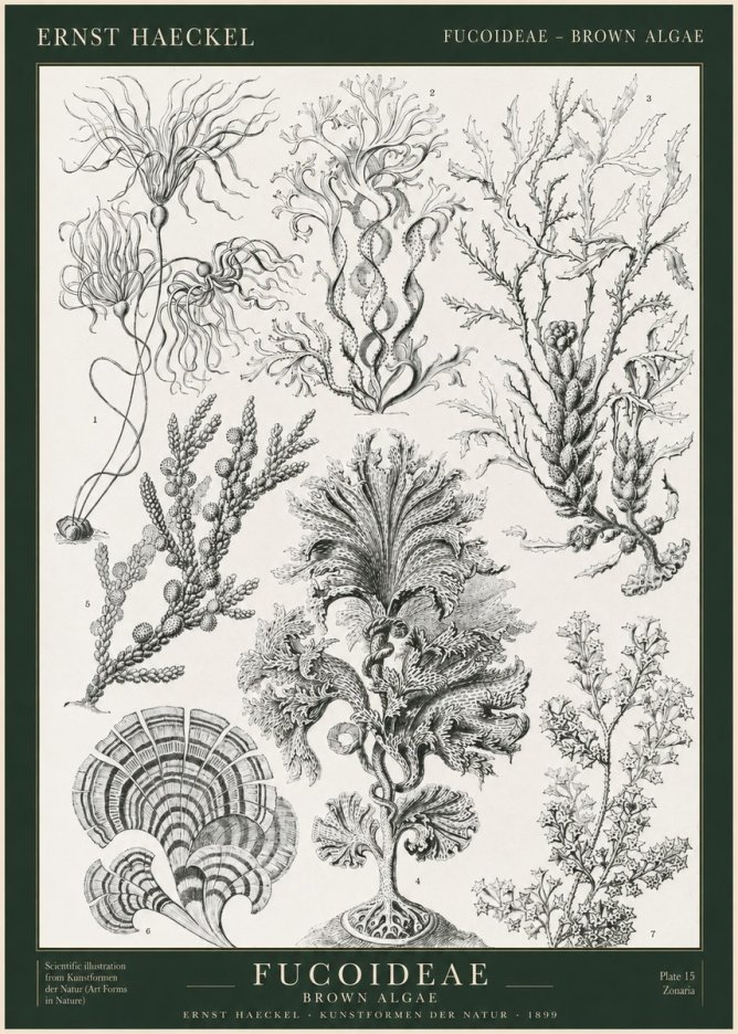 Ernst Haeckel Fucoideae - Brown Algae No1 - Plakat