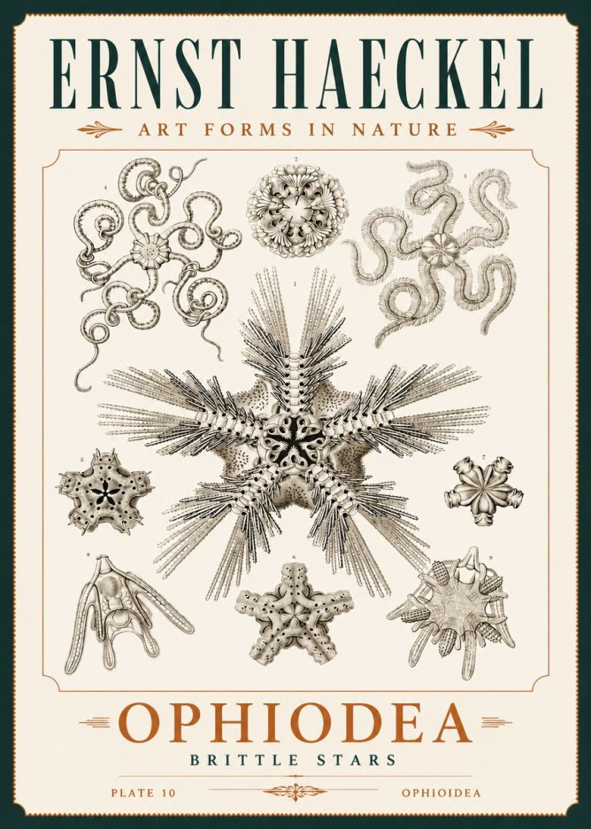 Ernst Haeckel Ophiodea - Brittle Stars I No4 - Plakat
