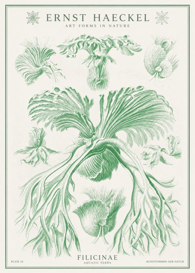Ernst Haeckel Filicinae No1 - Plakat