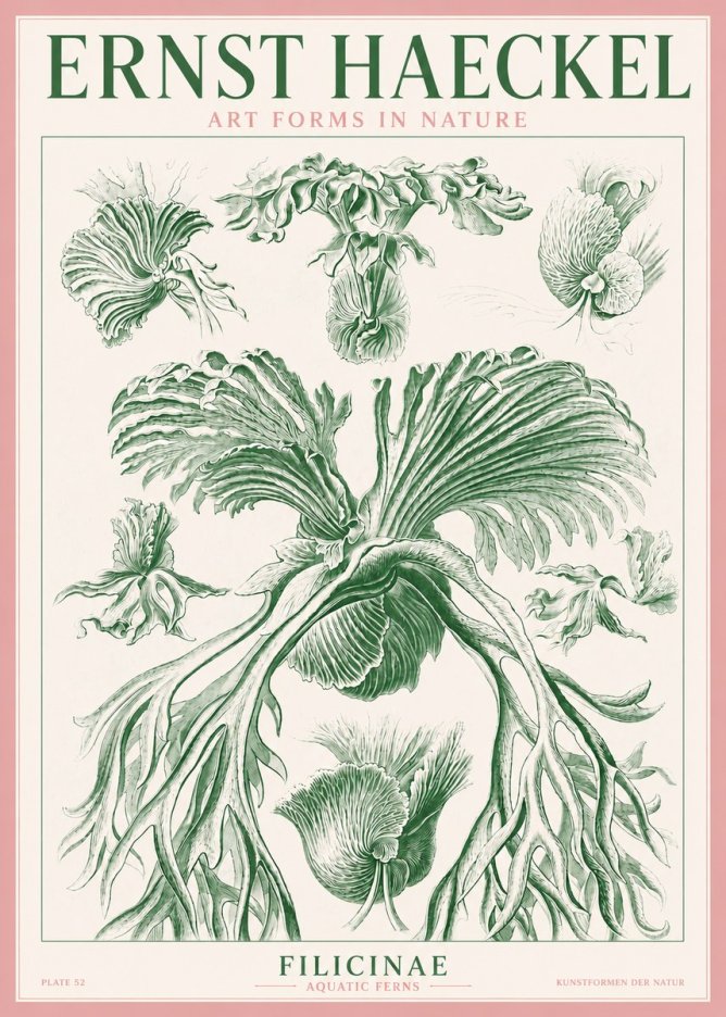 Ernst Haeckel Filicinae No3 - Plakat