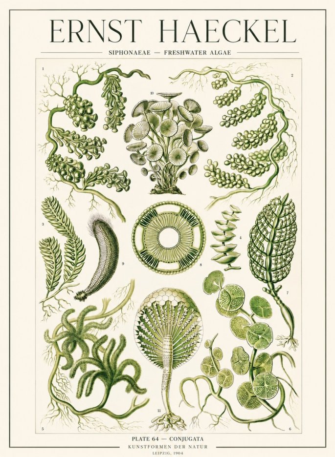 Ernst Haeckel Siphonaceae - Freshwater Algae No1 - Plakat
