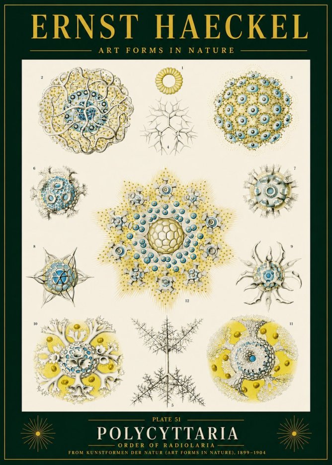 Ernst Haeckel Polycyttaria – Order of Radiolaria No4 - Plakat