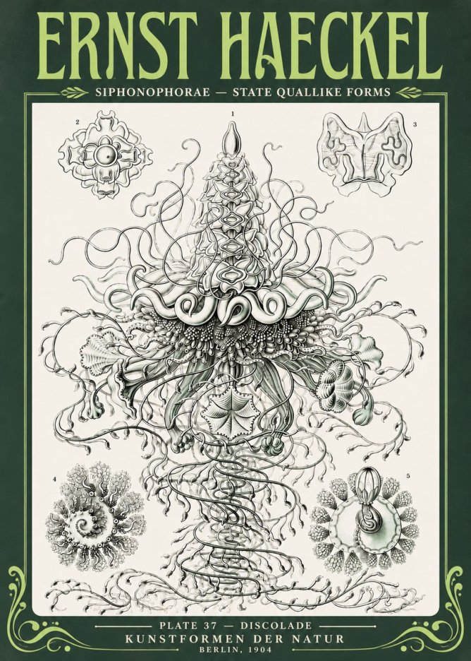 Ernst Haeckel Siphonophorae – State Quallike Forms No4 - Plakat