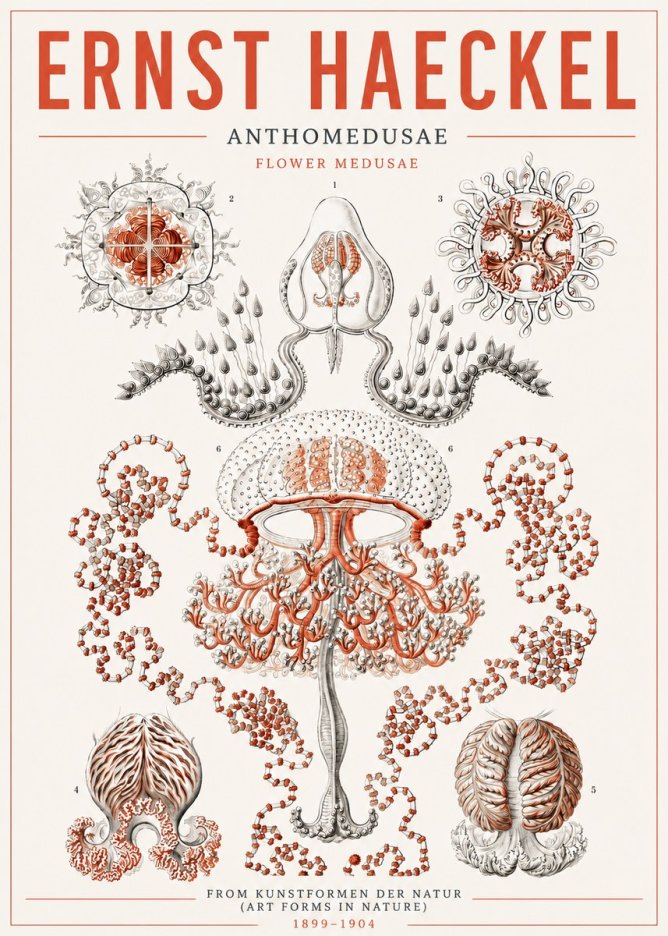 Ernst Haeckel Anthomedusae. Flower Medusae. No5 - Plakat