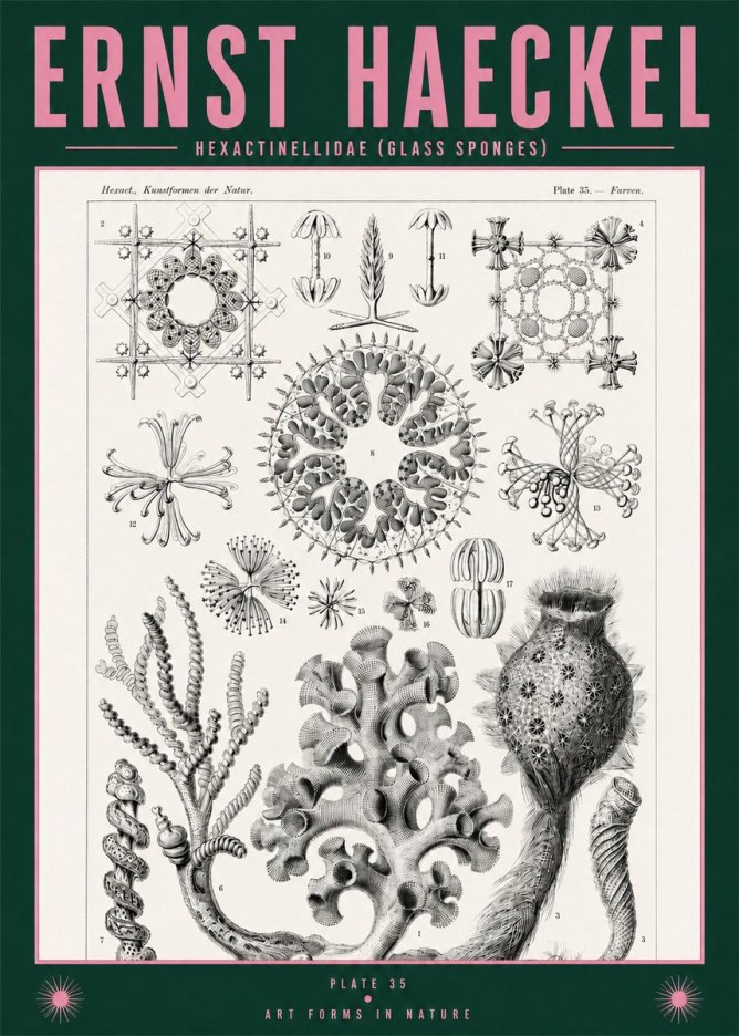 Ernst Haeckel Hexactinellida. Glass Sponges. No2 - Plakat