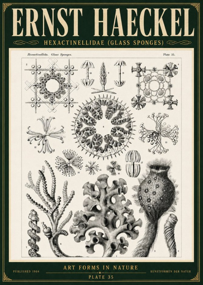 Ernst Haeckel Hexactinellida. Glass Sponges. No5 - Plakat