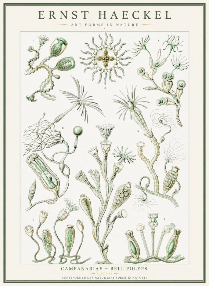 Ernst Haeckel Campanariae – Bell Polyps No1 - Plakat