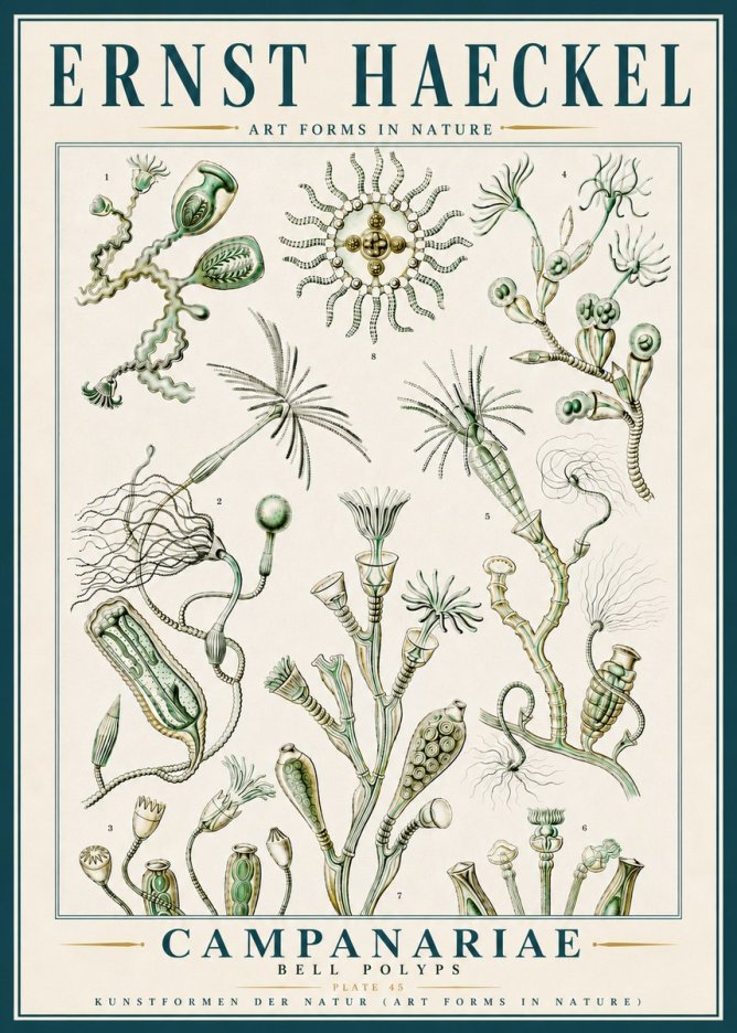 Ernst Haeckel Campanariae – Bell Polyps No5 - Plakat