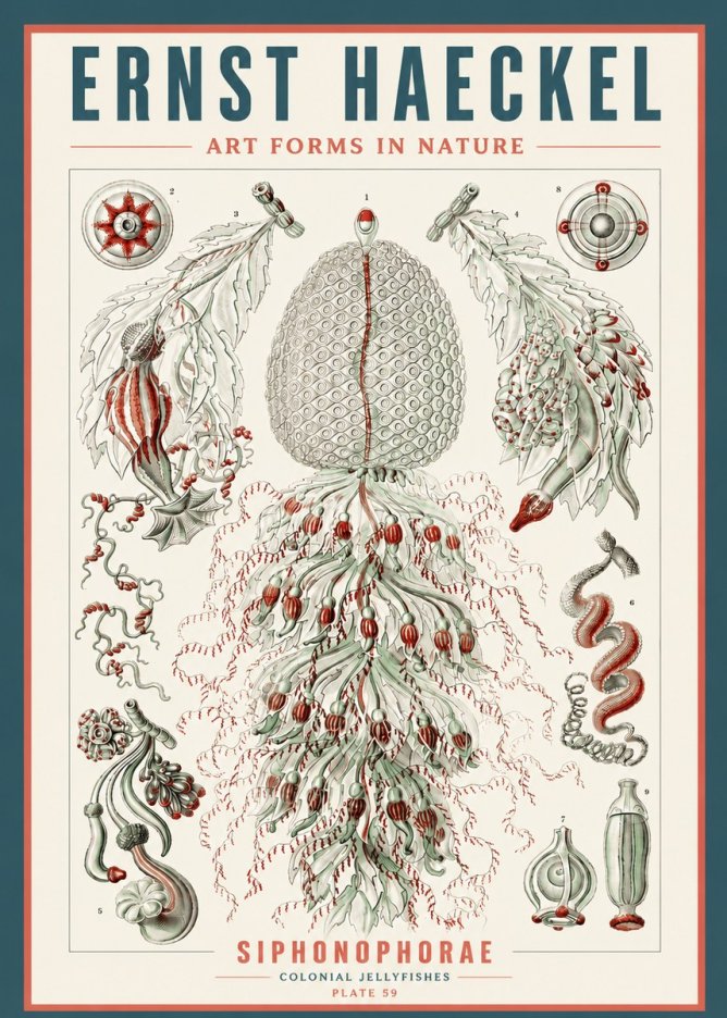 Ernst Haeckel Siphonophorae - State Colonies No5 - Plakat