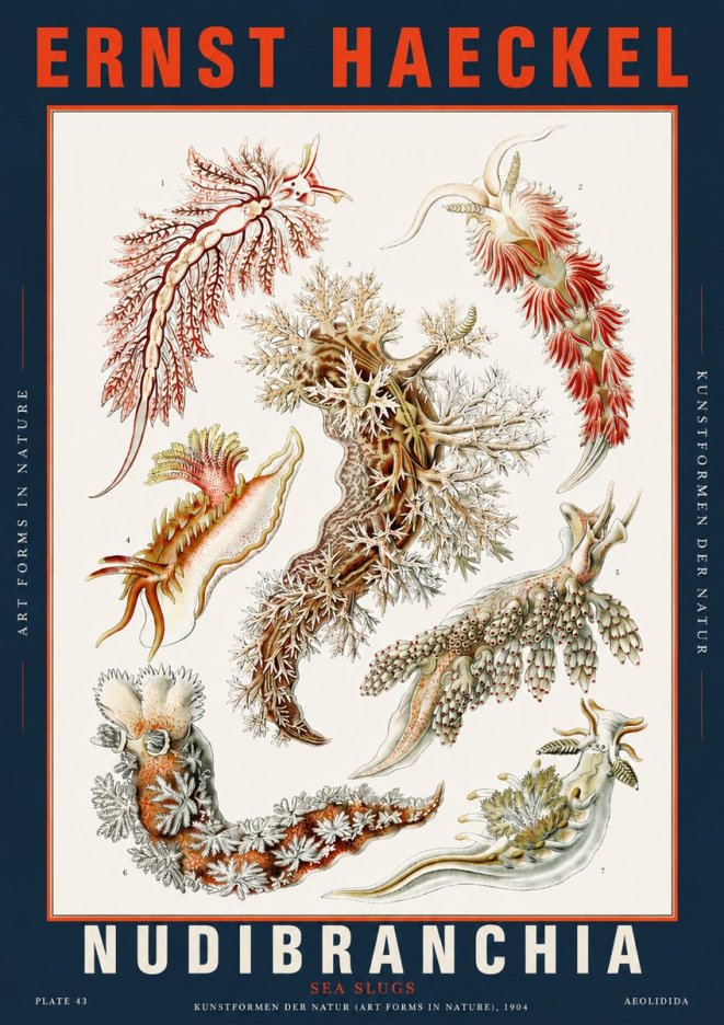 Ernst Haeckel Nudibranchia – Sea Slugs No5 - Plakat