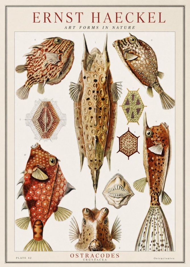Ernst Haeckel Ostracodes Crustacea No1 - Plakat
