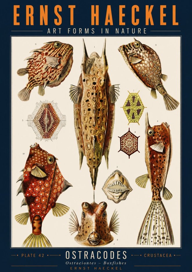 Ernst Haeckel Ostracodes Crustacea No2 - Plakat