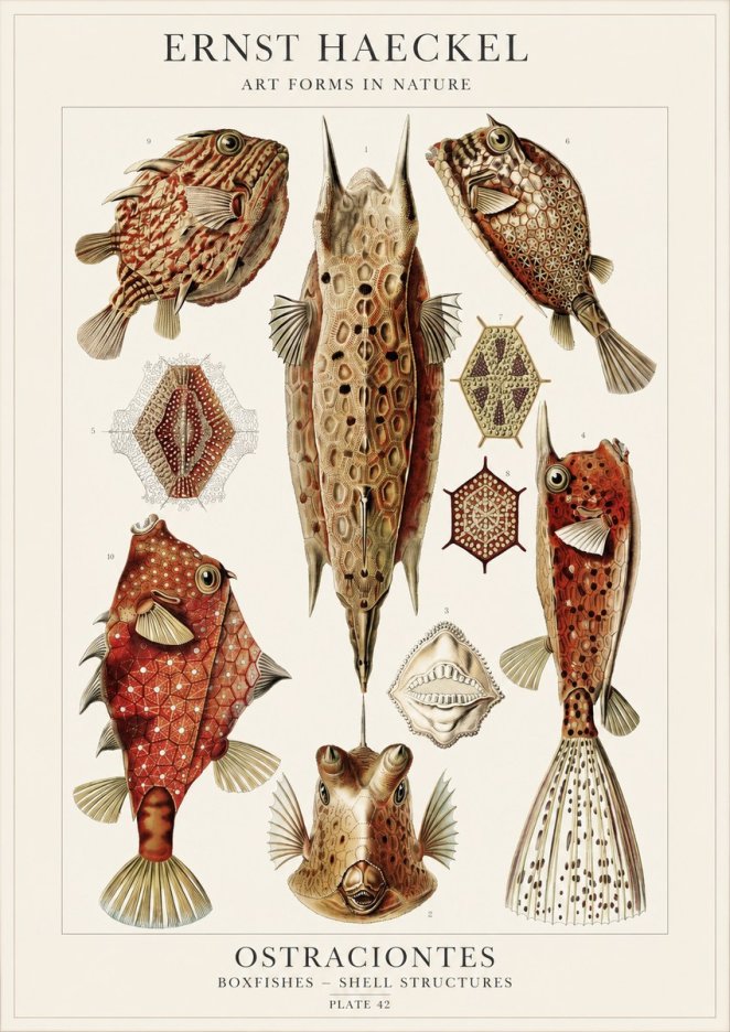 Ernst Haeckel Ostracodes Crustacea No4 - Plakat