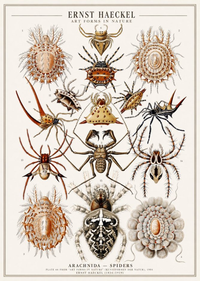 Ernst Haeckel Arachnida — Spiders No1 - Plakat