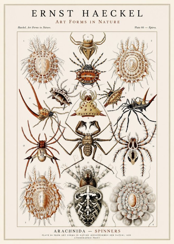 Ernst Haeckel Arachnida — Spiders No3 - Plakat