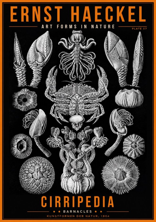Ernst Haeckel Cirripedia Barnacles No2 - Plakat