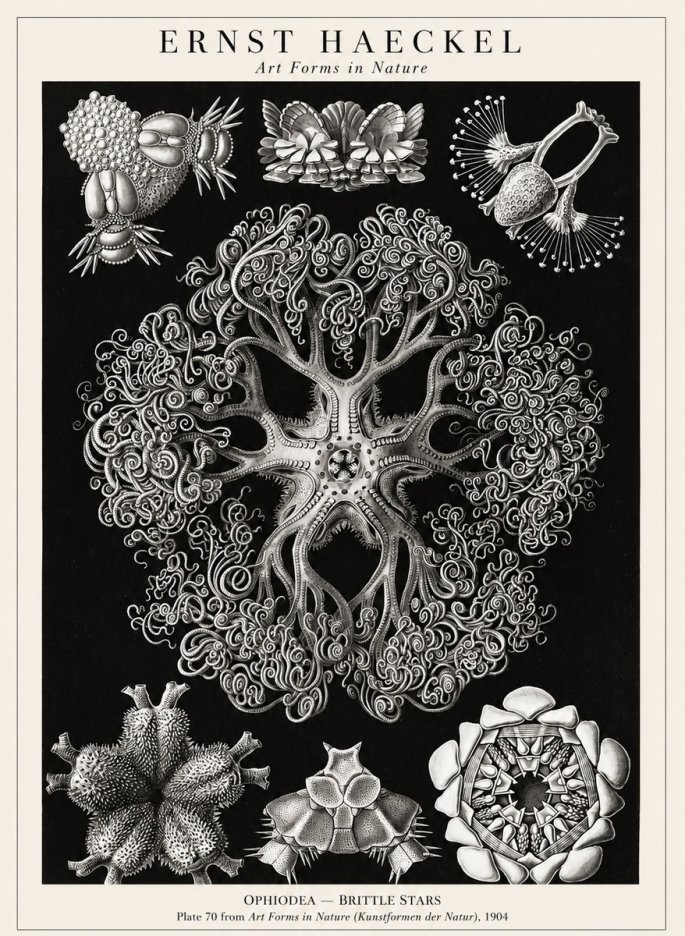 Ernst Haeckel Ophiodea - Brittle Stars II No1 - Plakat