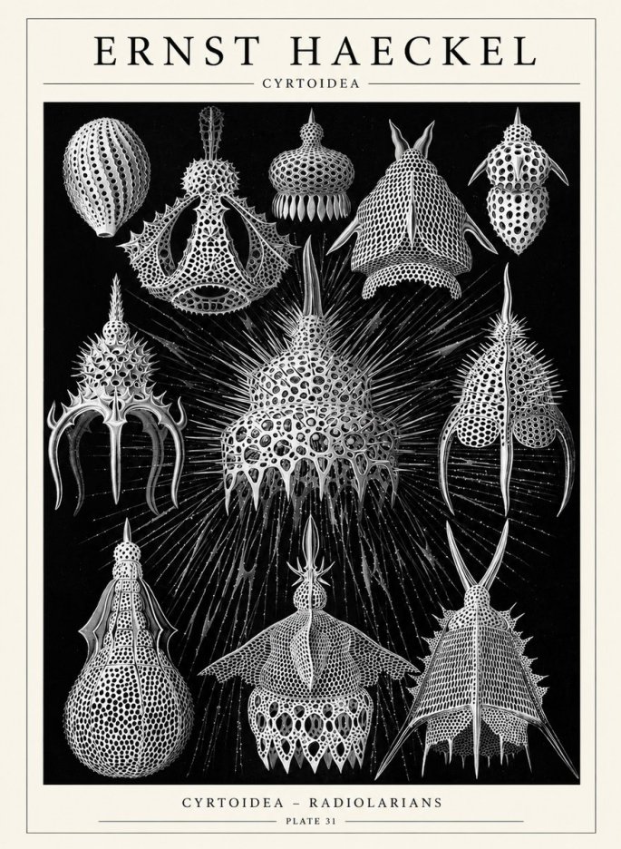 Ernst Haeckel Cyrtoidea - Starry Radiolarians No6 - Plakat