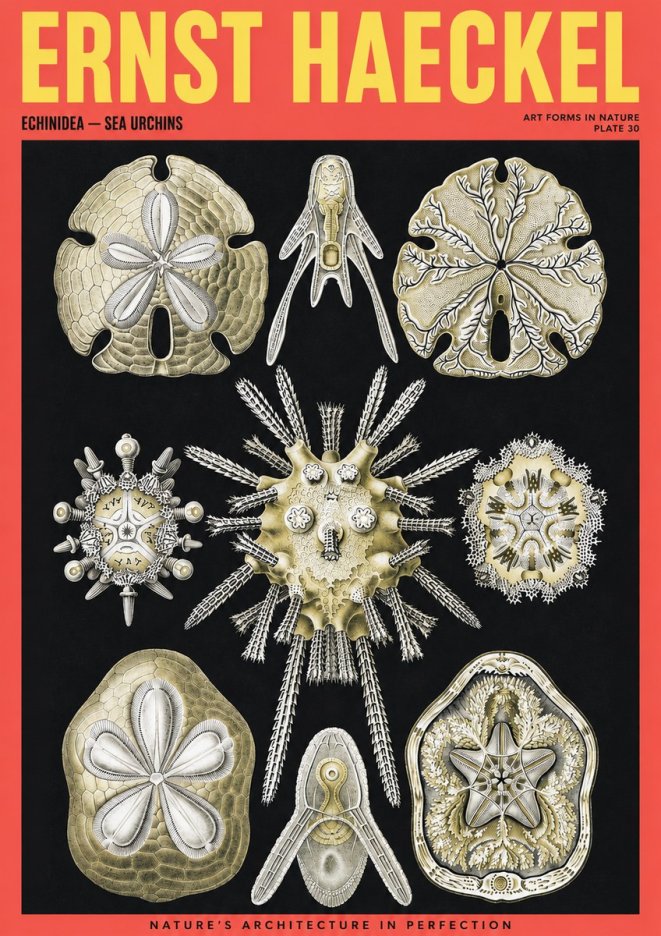 Ernst Haeckel Echinidea — Sea Urchins No2 - Plakat