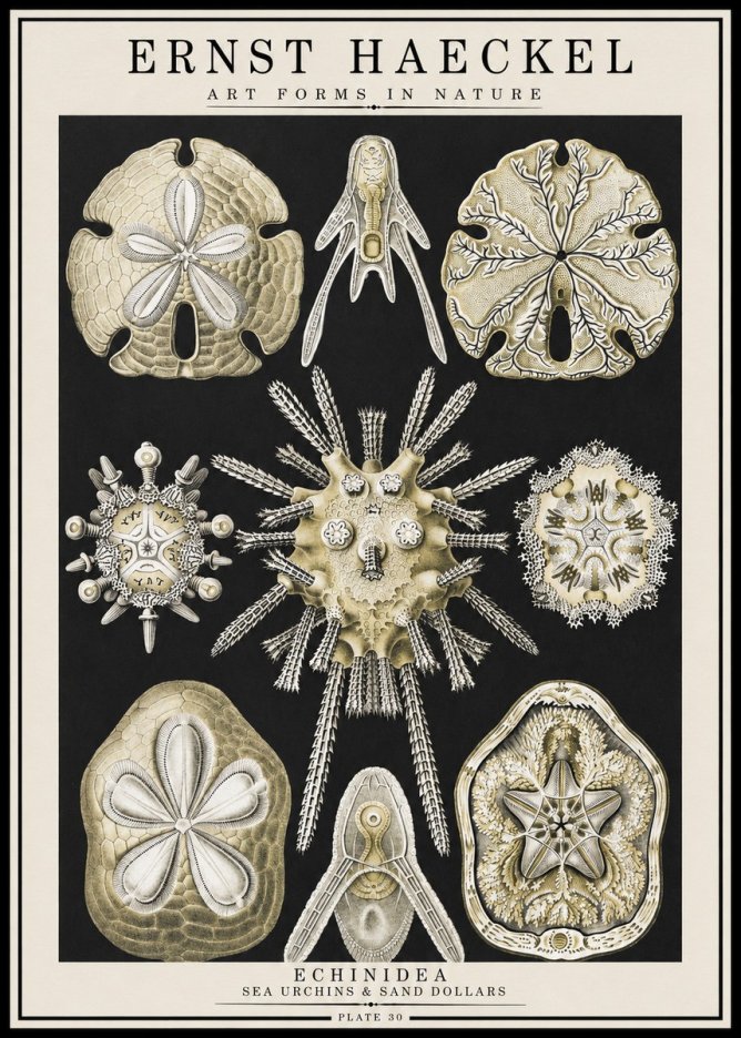 Ernst Haeckel Echinidea — Sea Urchins No4 - Plakat