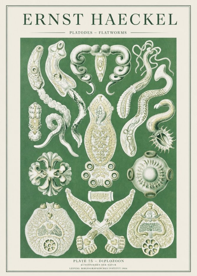Ernst Haeckel Platodes – Flatworms No2 - Plakat
