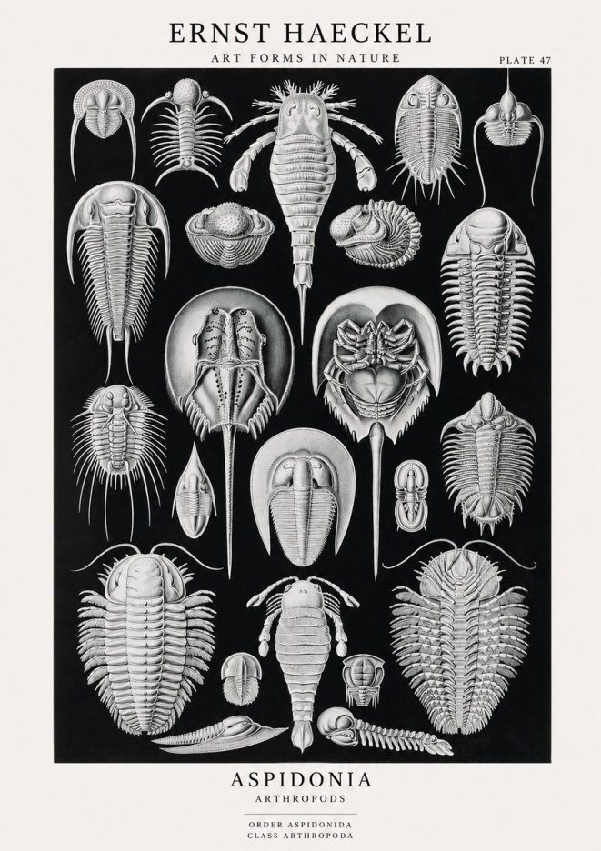 Ernst Haeckel Aspidonia No1 - Plakat